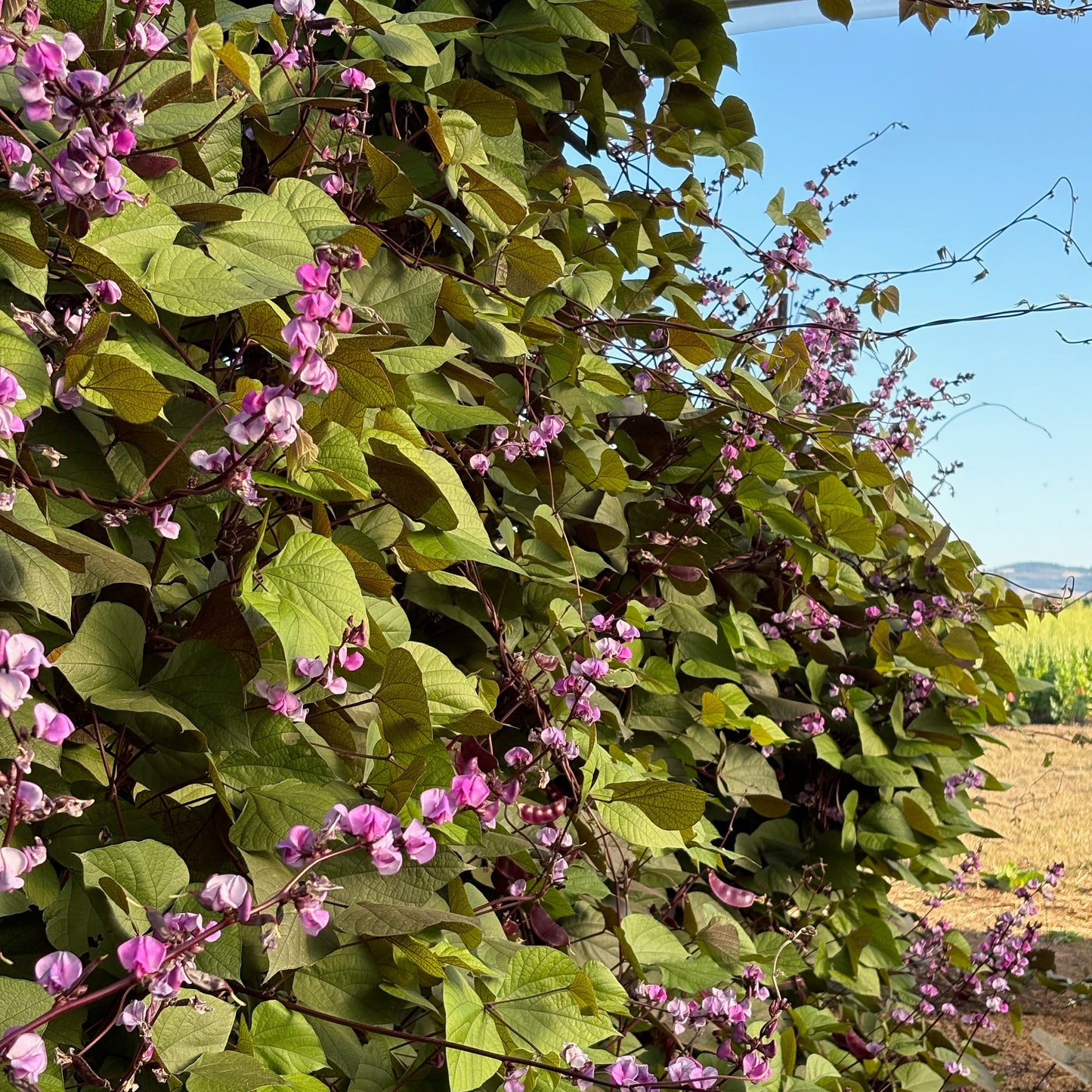 Hyacinth Bean ⁃ Organic Seed - Ruby Moon