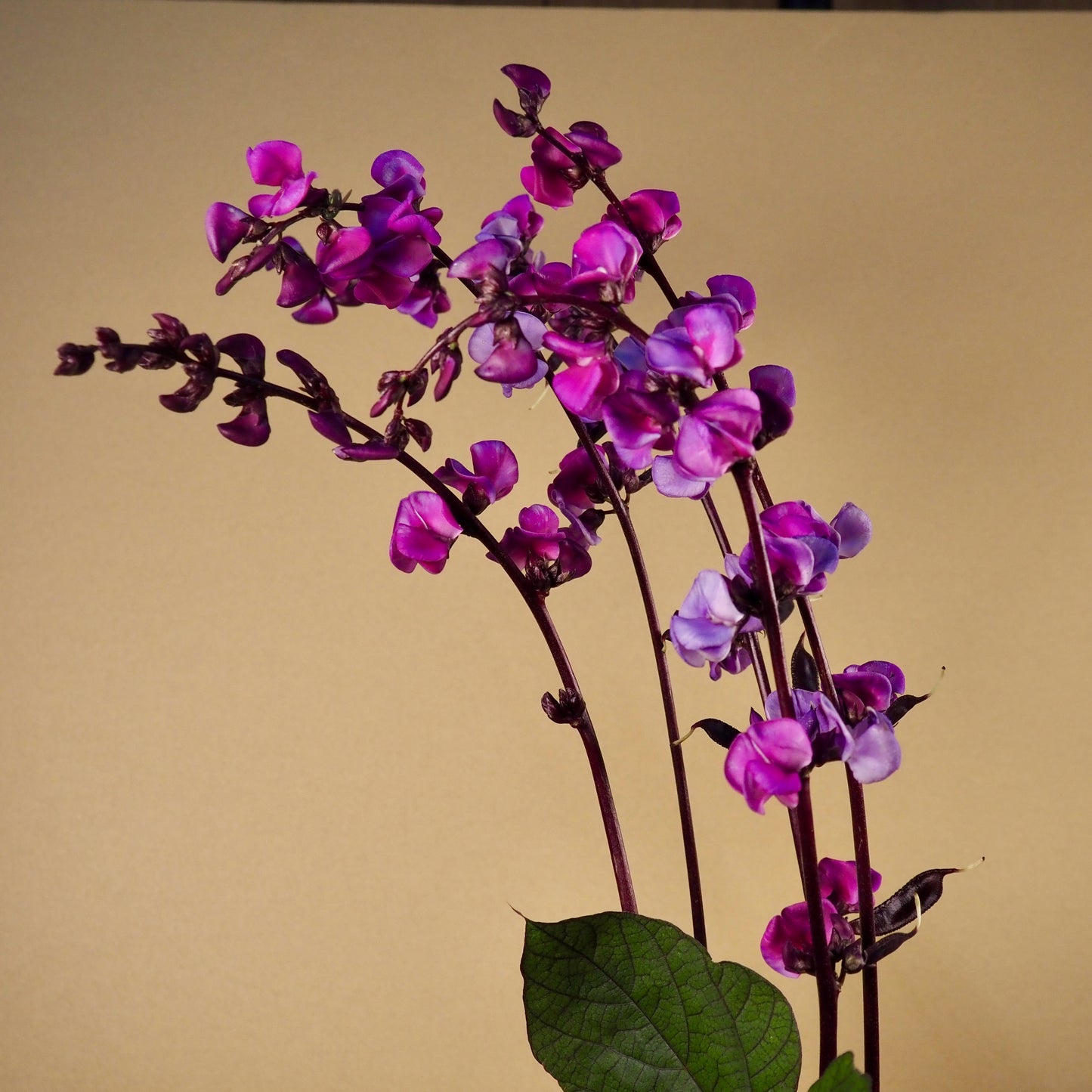 Hyacinth Bean ⁃ Organic Seed - Ruby Moon