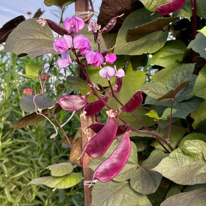 Hyacinth Bean ⁃ Organic Seed - Ruby Moon