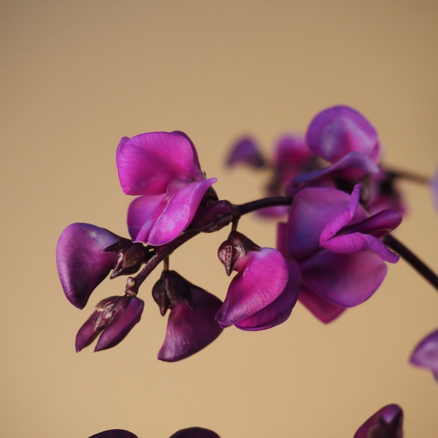 Hyacinth Bean ⁃ Organic Seed - Ruby Moon