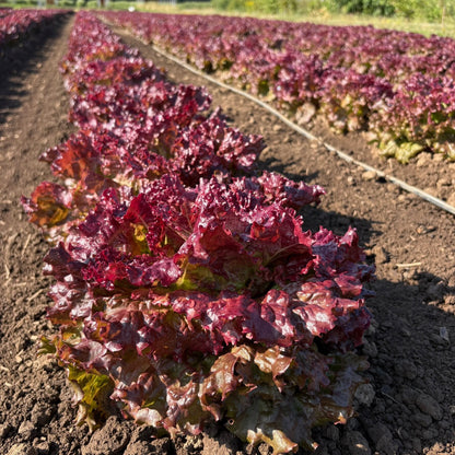 Lettuce ⁃ Organic Seed - New Red Fire