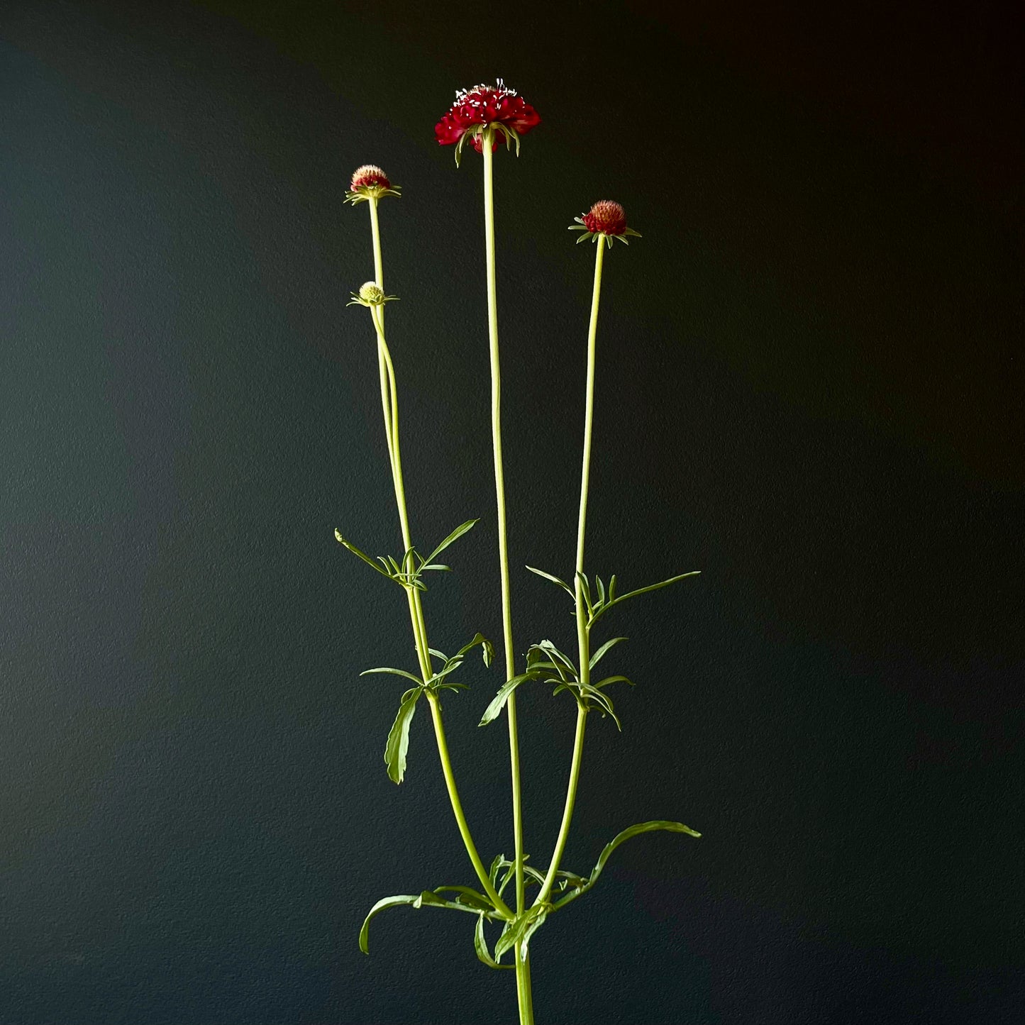 red flower seeds Scabiosa ⁃ Organic Seed