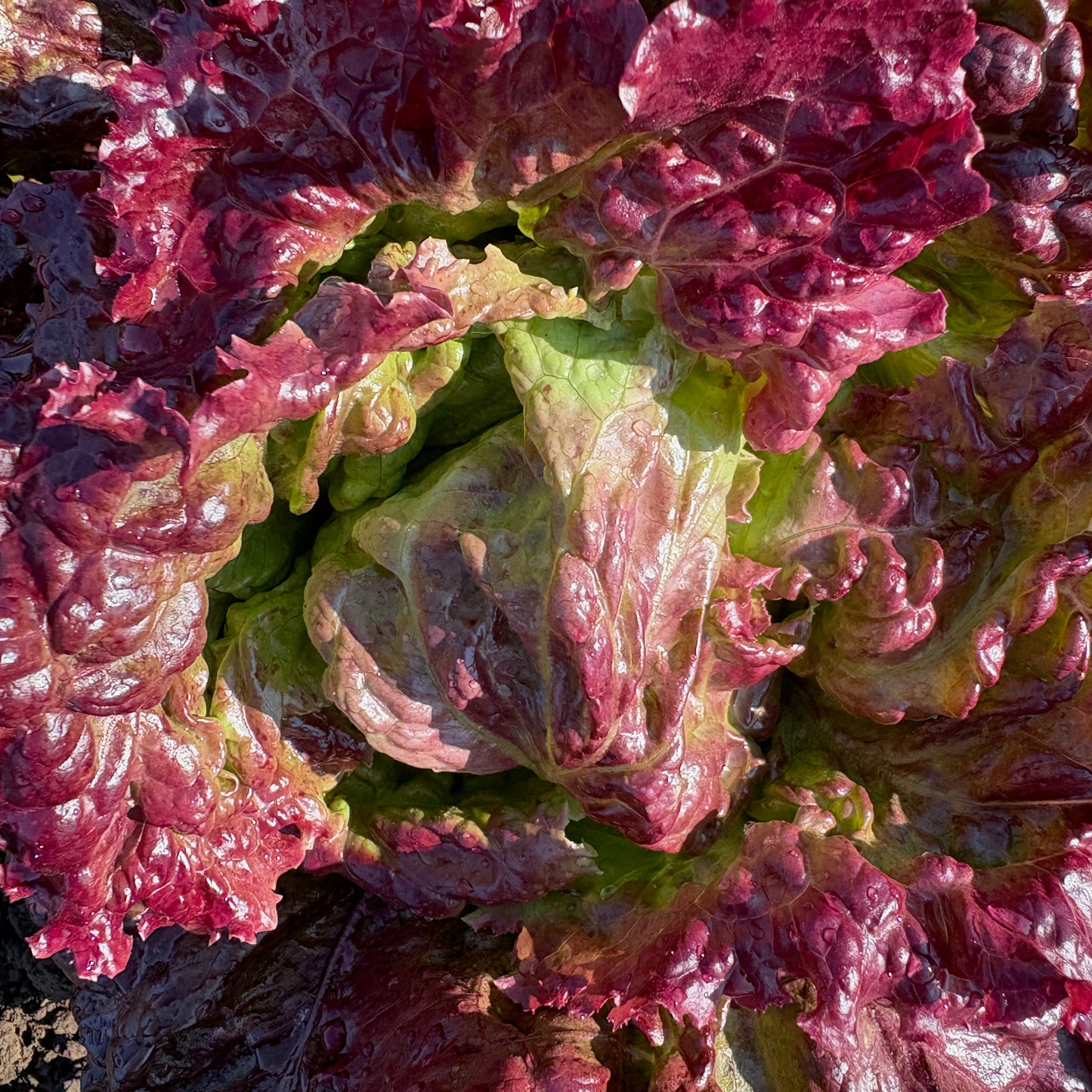Lettuce ⁃ Organic Seed - New Red Fire