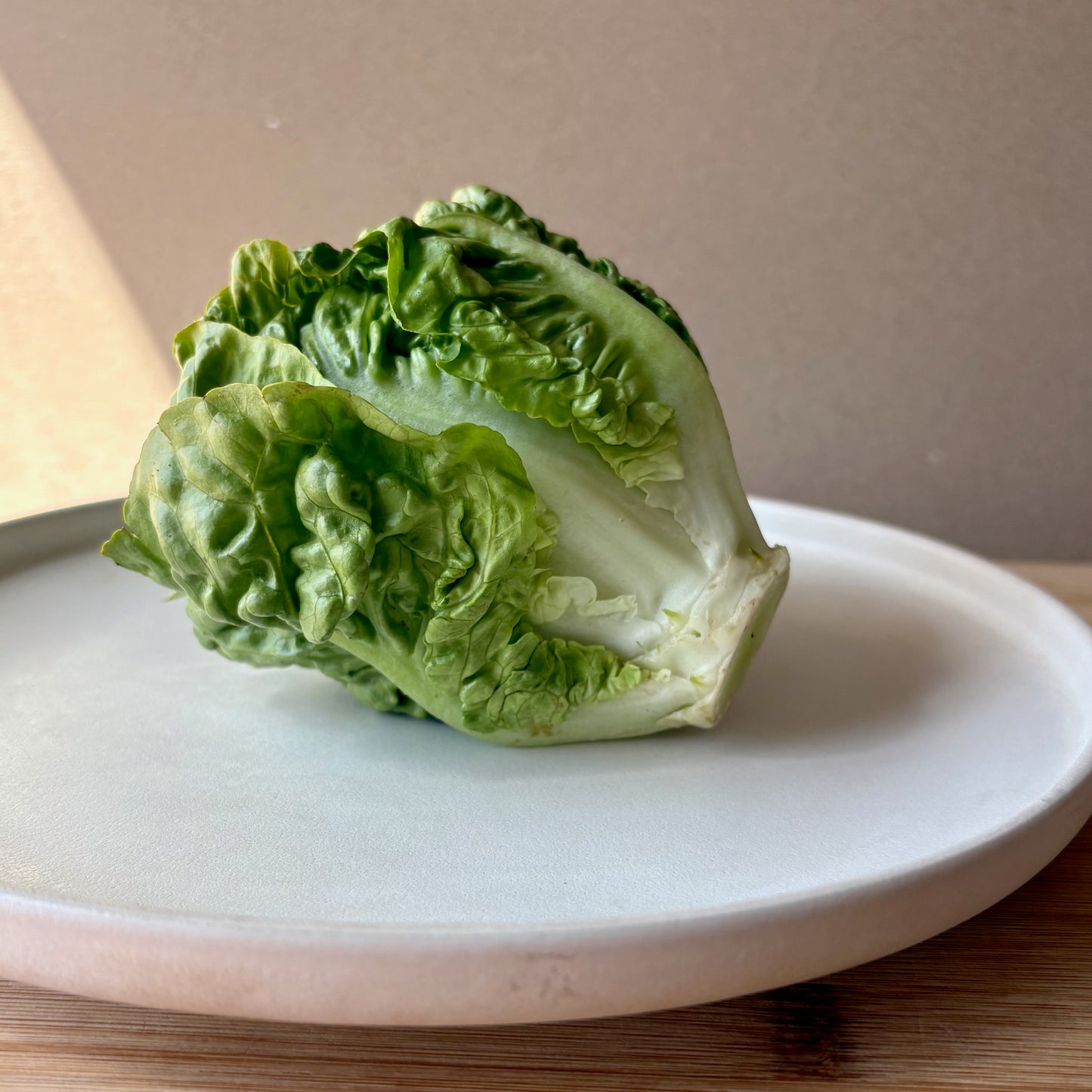 Lettuce ⁃ Organic Seed - Little Gem