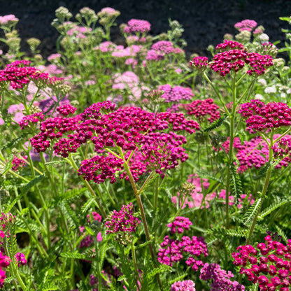 Dry Flowers Gift Box