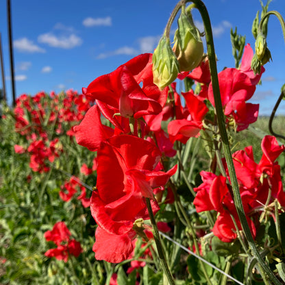 Sweet Pea - Restormal