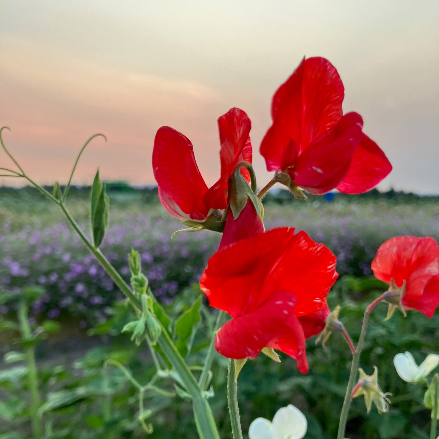 Sweet Pea - Restormal