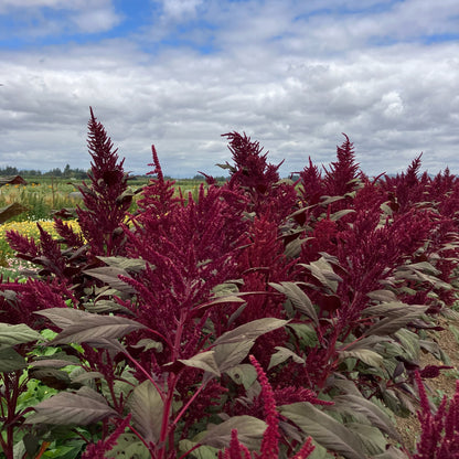 Dry Flowers Gift Box