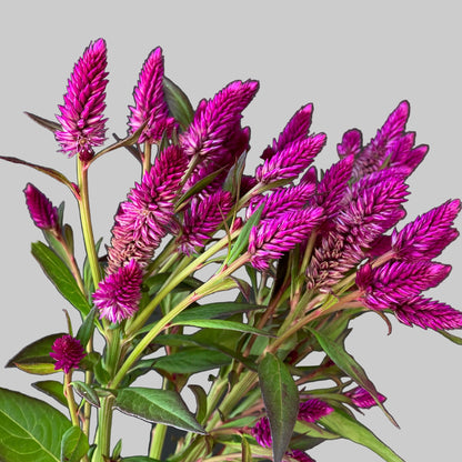 Dry Flowers Gift Box