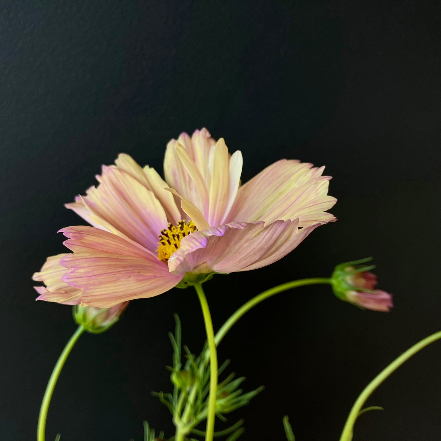 Cut Flowers Gift Box