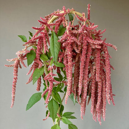 Cut Flowers Gift Box