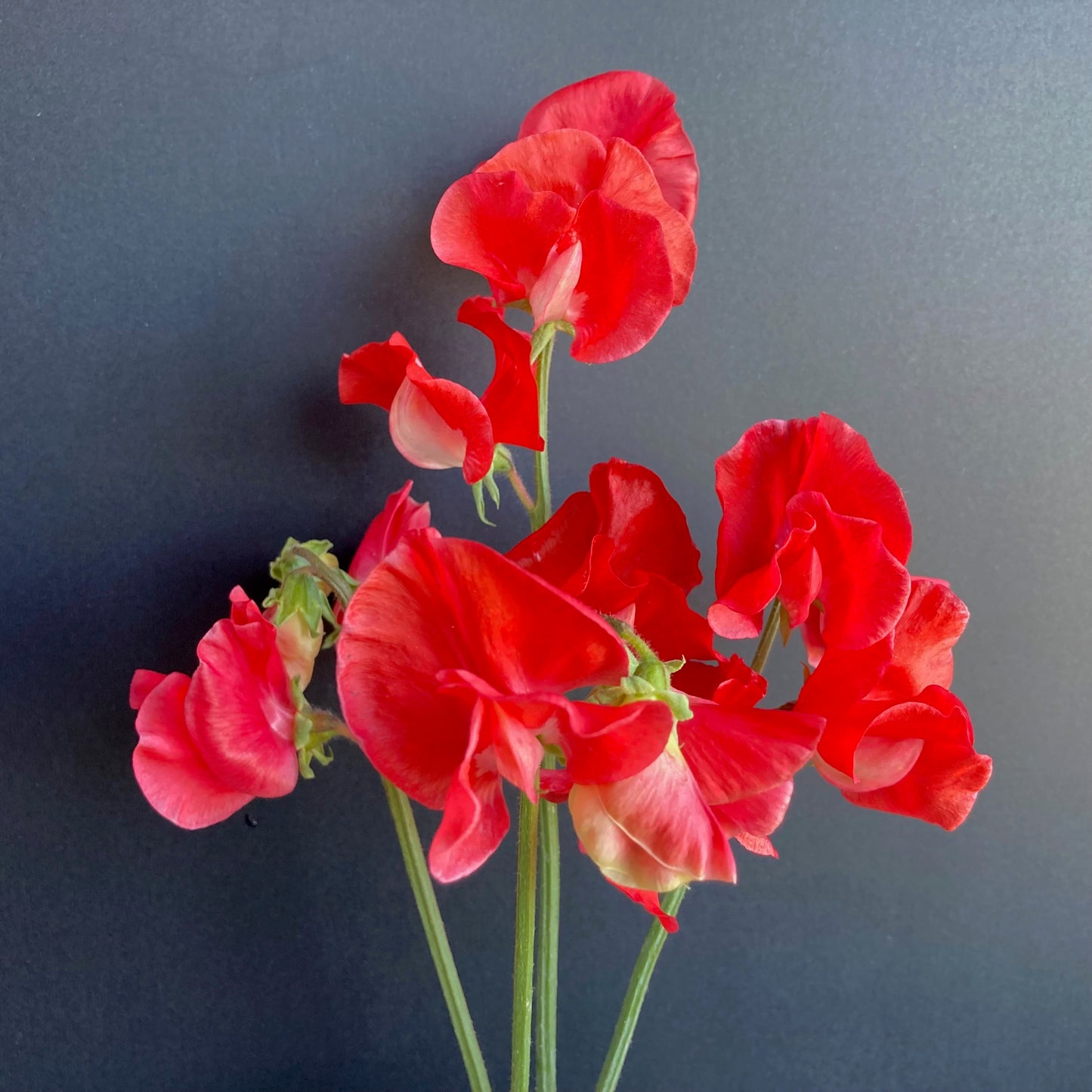 Sweet Pea - Restormal