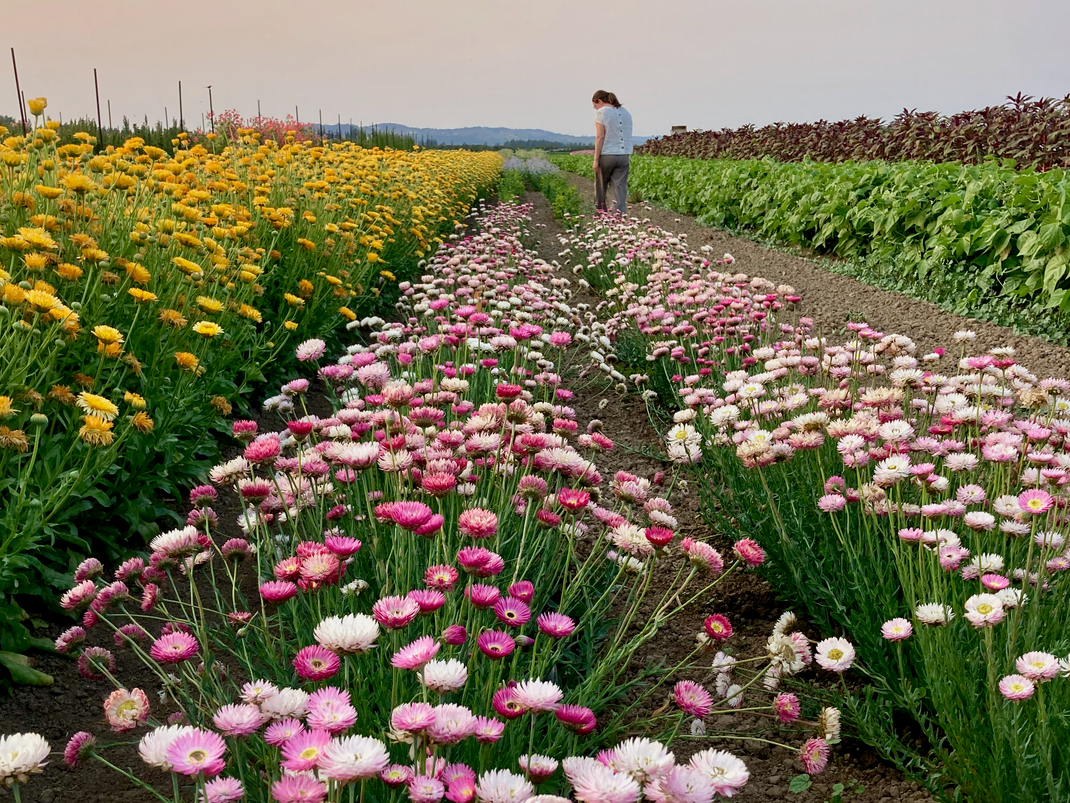 Summertime Seed Co. - Producer of Certified Organic Seed