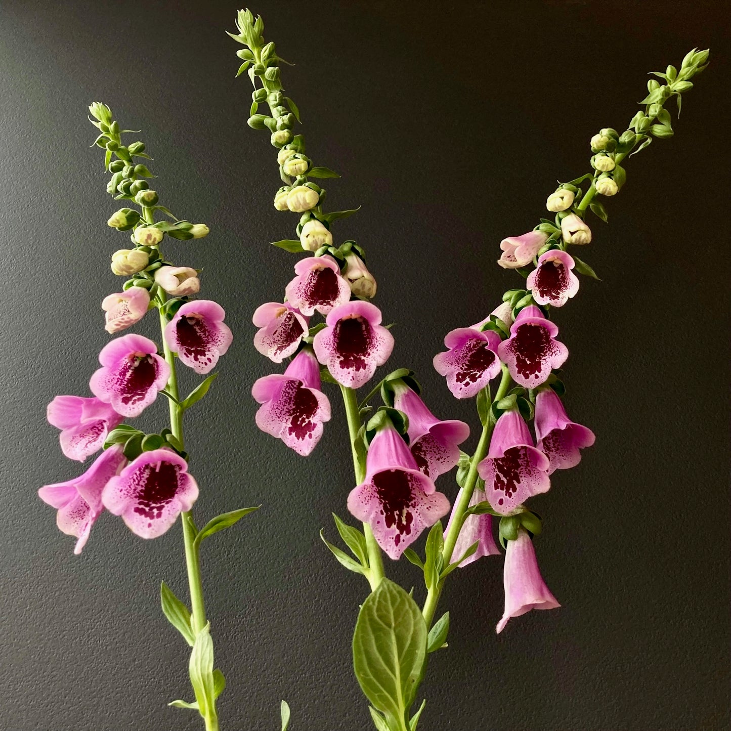 Cut Flowers Gift Box