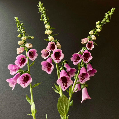 Cut Flowers Gift Box