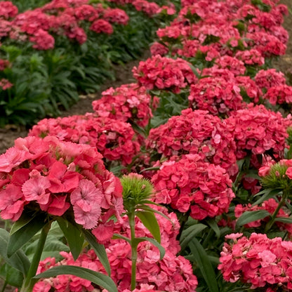 Cut Flowers Gift Box