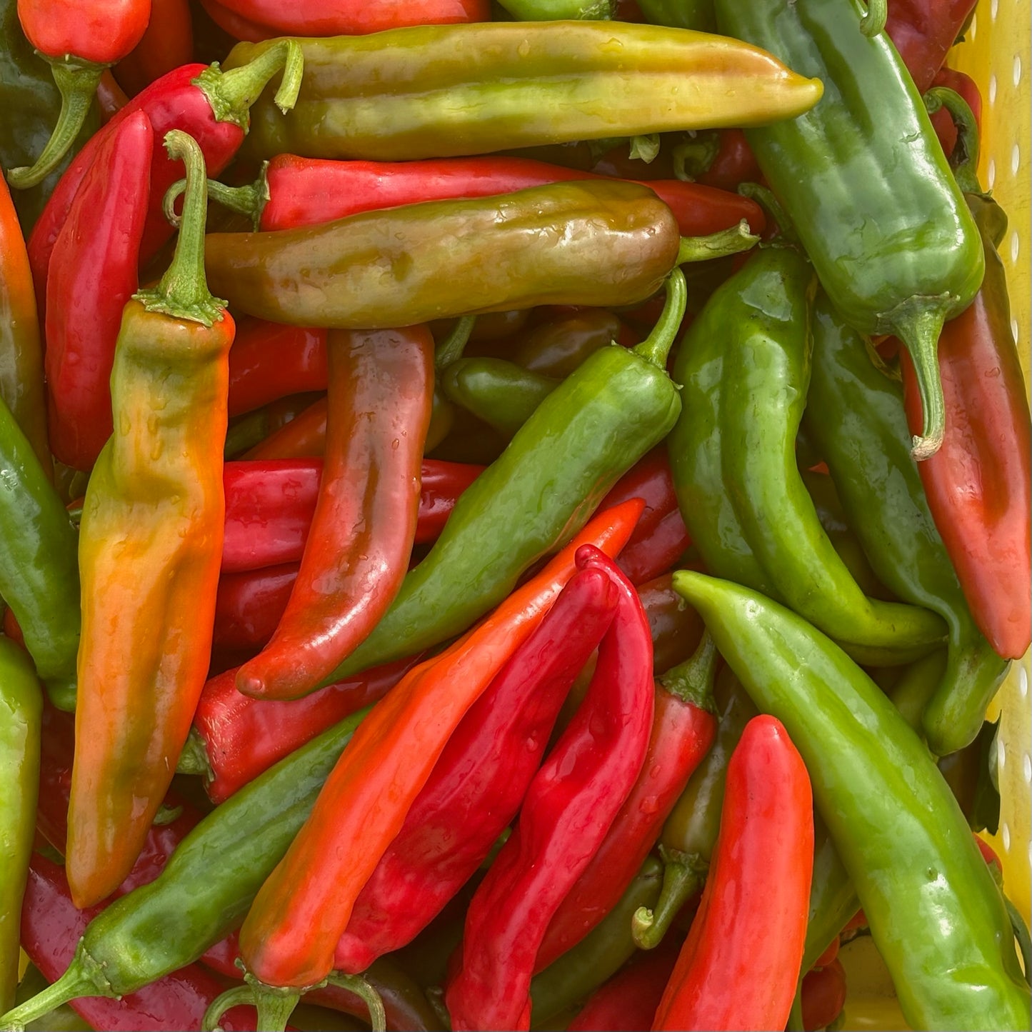 Peppers Gift Box