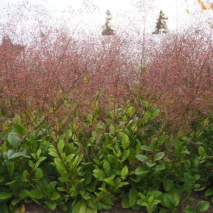 Jewels of Opar - Jewels of Opar