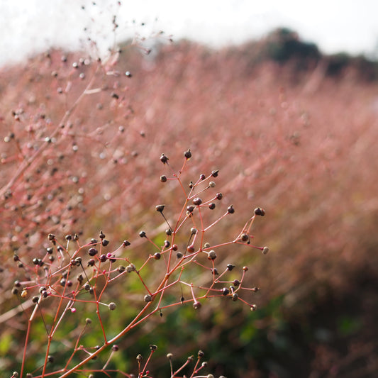 Jewels of Opar - Jewels of Opar