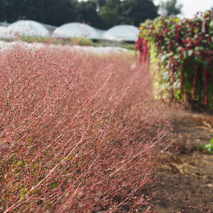 Jewels of Opar - Jewels of Opar