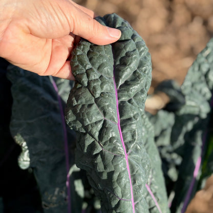 Kale - Dazzling Blue