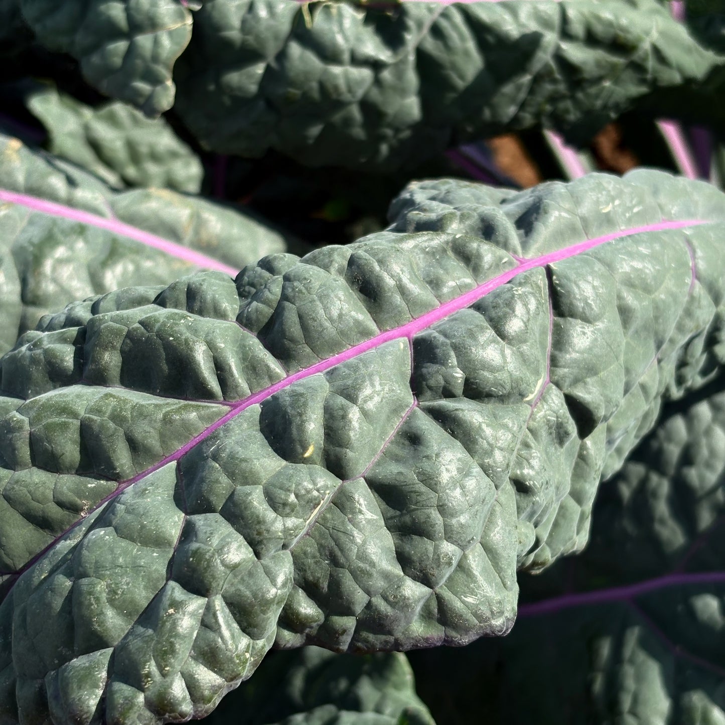 Kale - Dazzling Blue