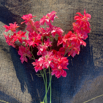 larkspur qis rose seeds Larkspur ⁃ Organic Seed - Fancy Red Striped Rose