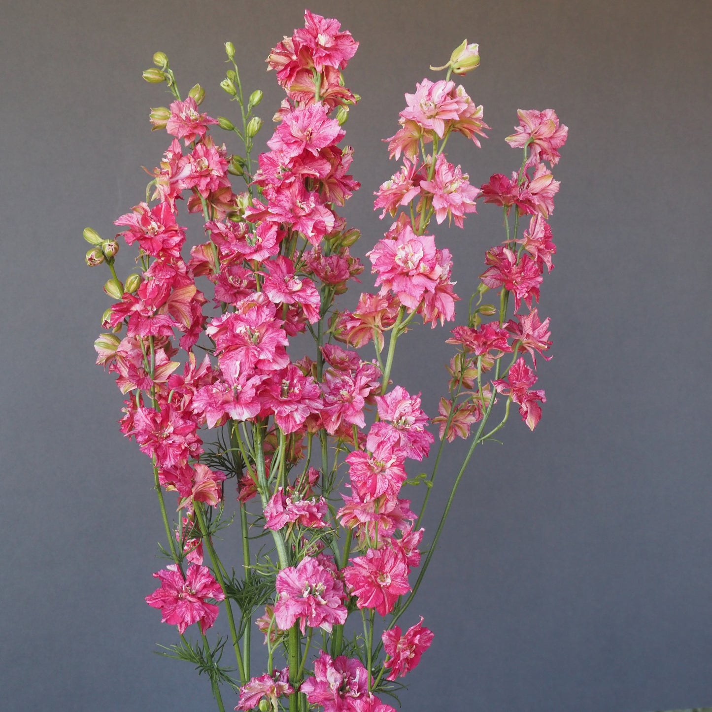 Dry Flowers Gift Box