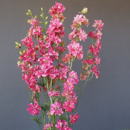 Dry Flowers Gift Box