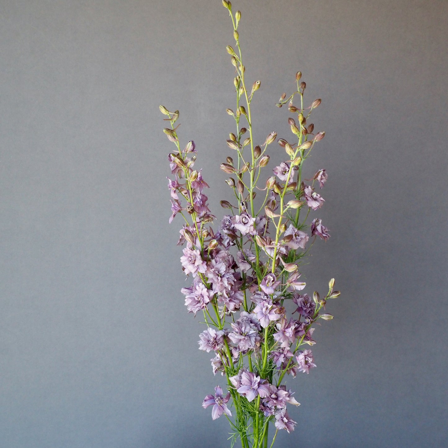 Larkspur ⁃ Organic Seed - Misty Lavendar