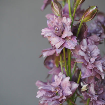 larkspur misty lavender seeds Larkspur ⁃ Organic Seed - Misty Lavendar