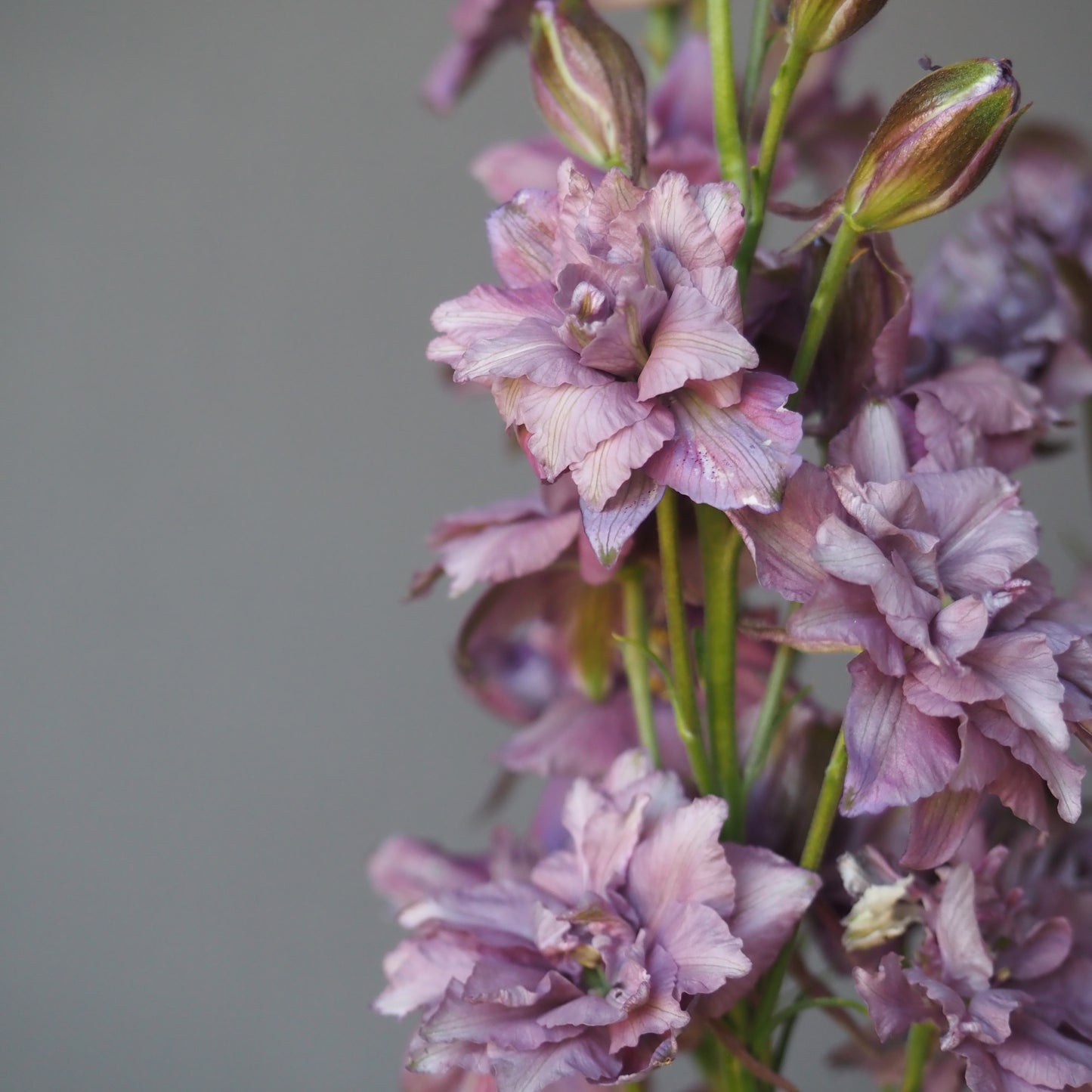 Larkspur ⁃ Organic Seed - Misty Lavendar