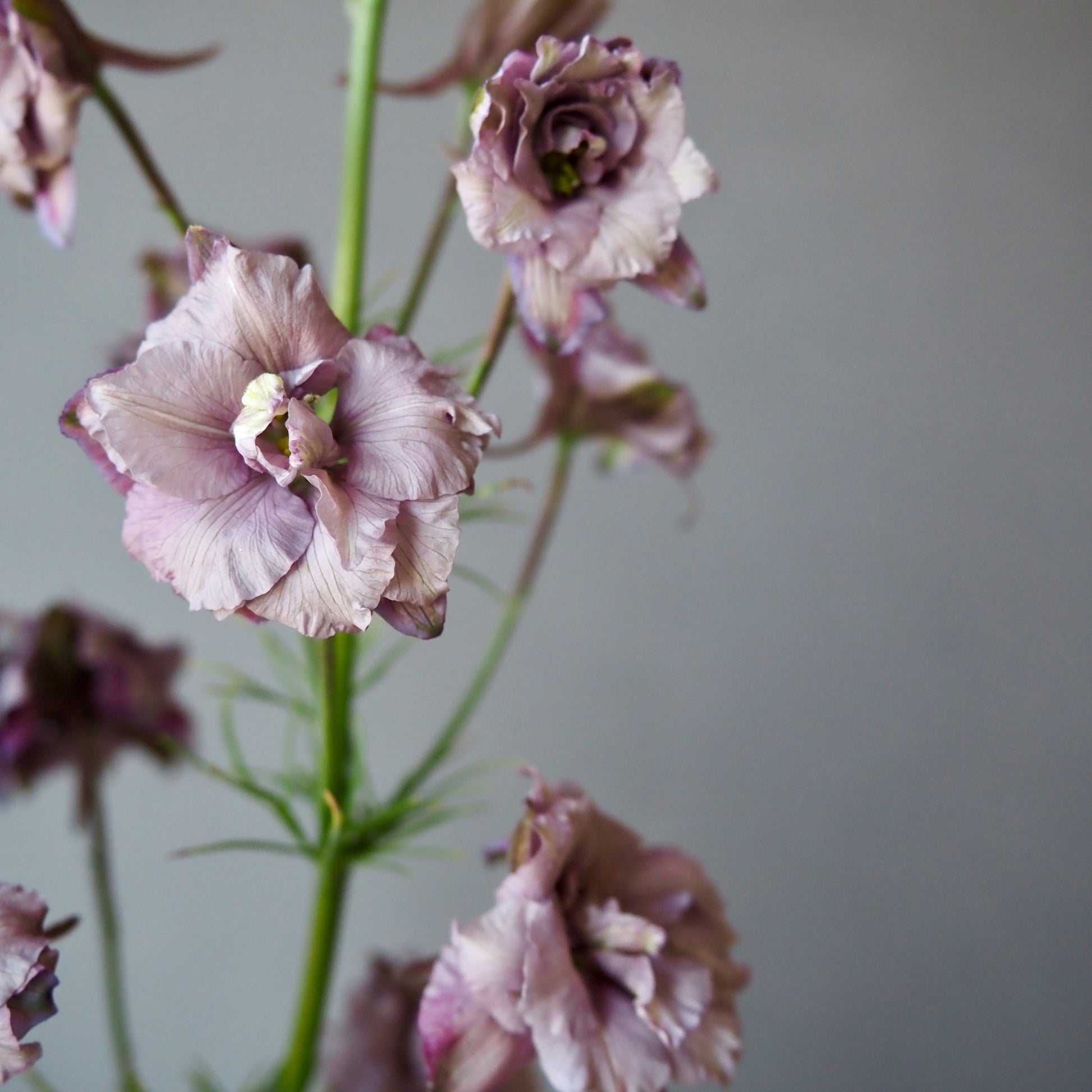 larkspur flower seeds Larkspur ⁃ Organic Seed
