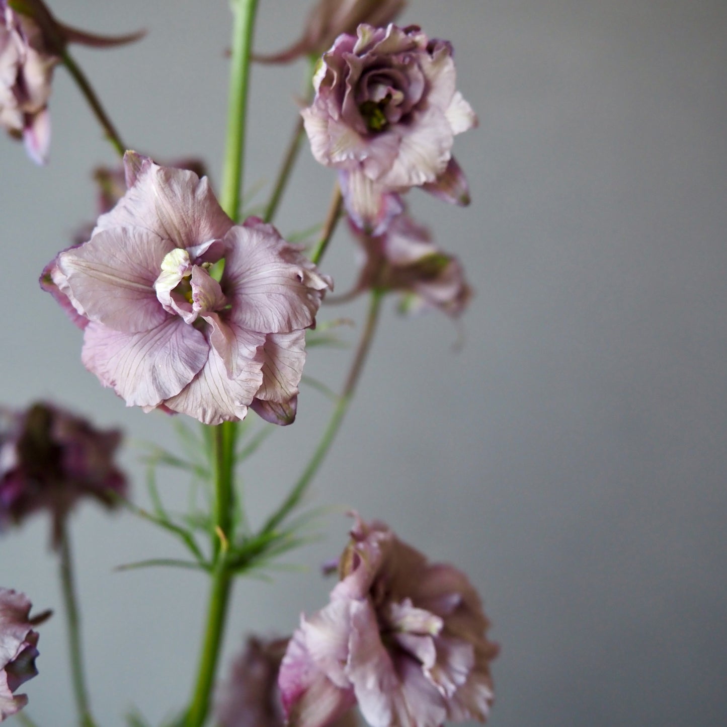Larkspur ⁃ Organic Seed - Misty Lavendar