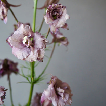 Larkspur ⁃ Organic Seed - Misty Lavendar