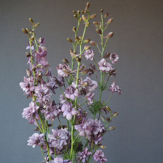 Larkspur ⁃ Organic Seed - Misty Lavendar