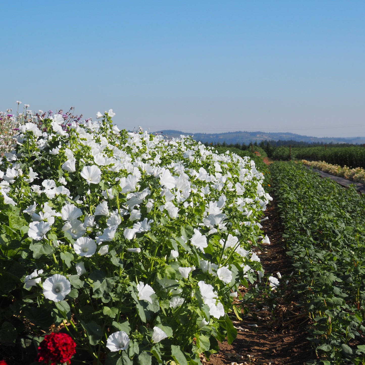 Lavatera (Rose Mallow) - Mont Blanc
