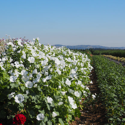 Lavatera (Rose Mallow) - Mont Blanc