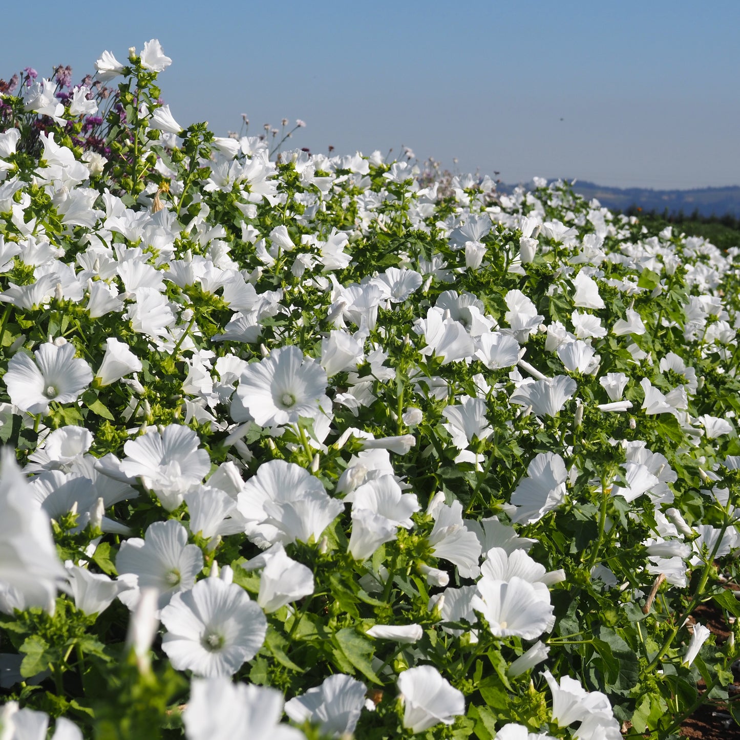 Lavatera (Rose Mallow) - Mont Blanc