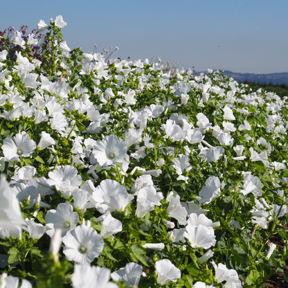 Lavatera (Rose Mallow) - Mont Blanc