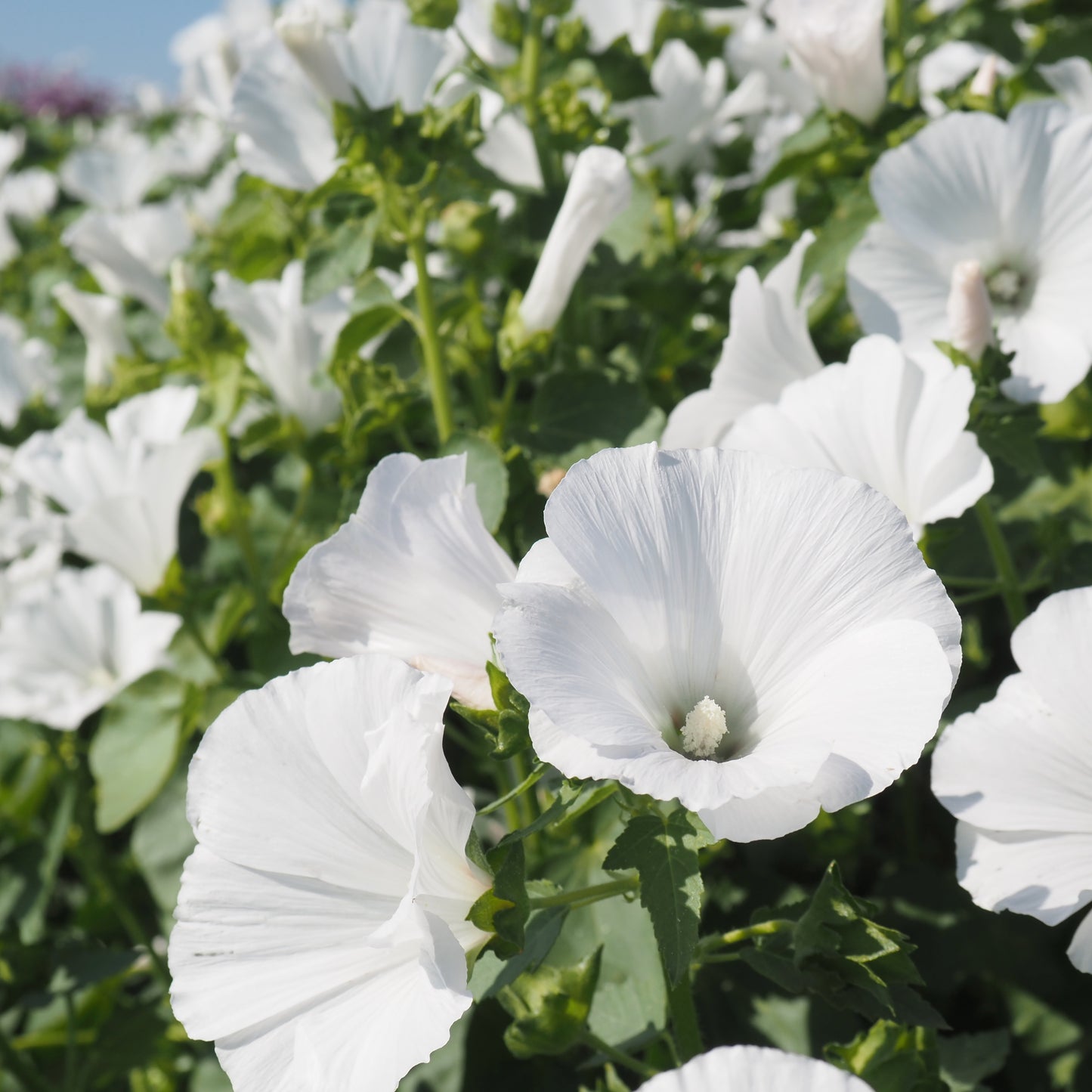 Lavatera (Rose Mallow) - Mont Blanc