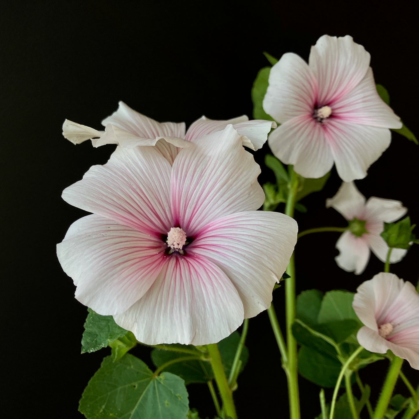 planting lavatera seeds Lavatera (Rose Mallow) ⁃ Organic Seed - Pink Blush