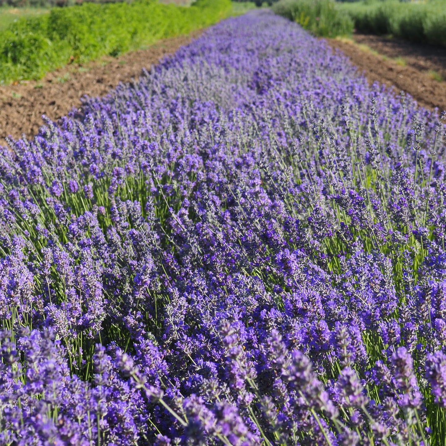 Lavender - Munstead