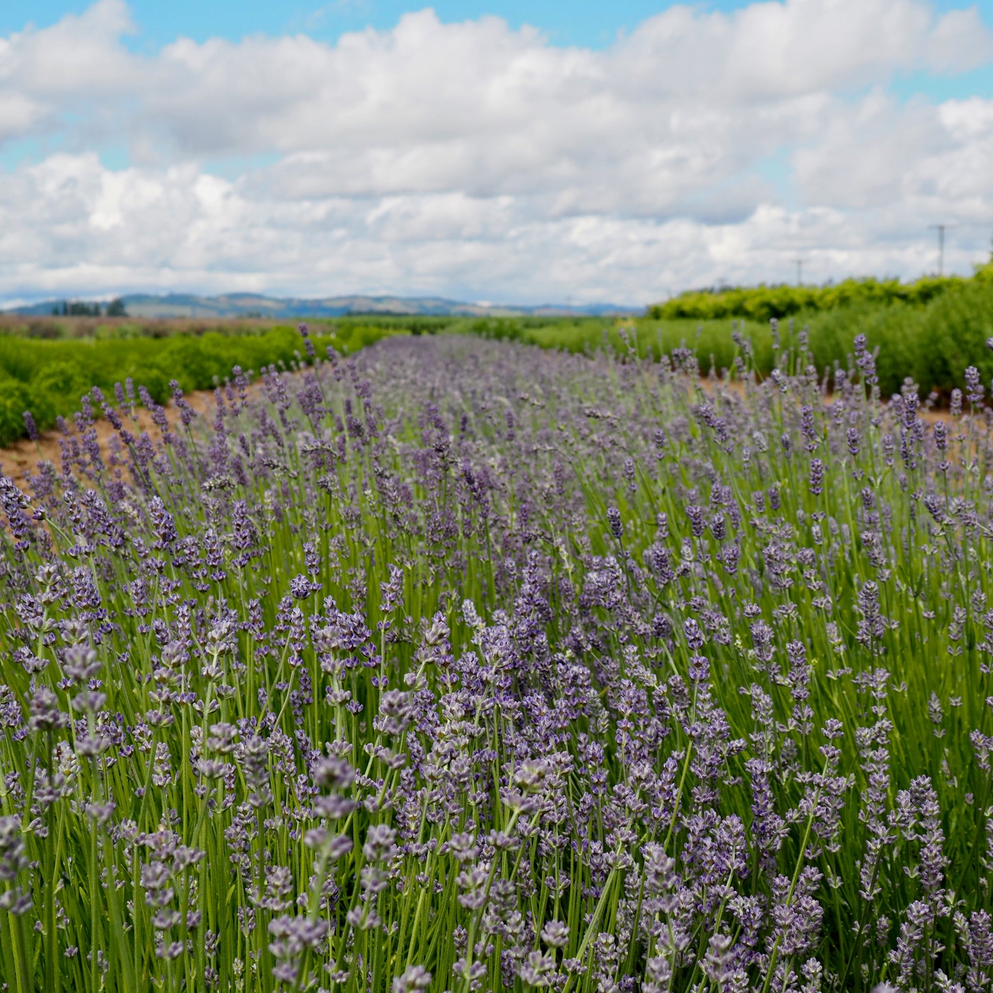Lavender - Munstead