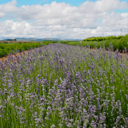 Lavender - Munstead