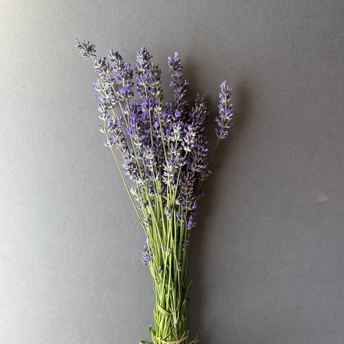 Lavender - Munstead