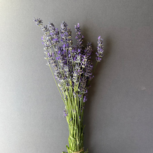 Lavender - Munstead
