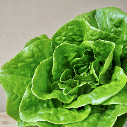 Lettuce ⁃ Organic Seed - Anuenue