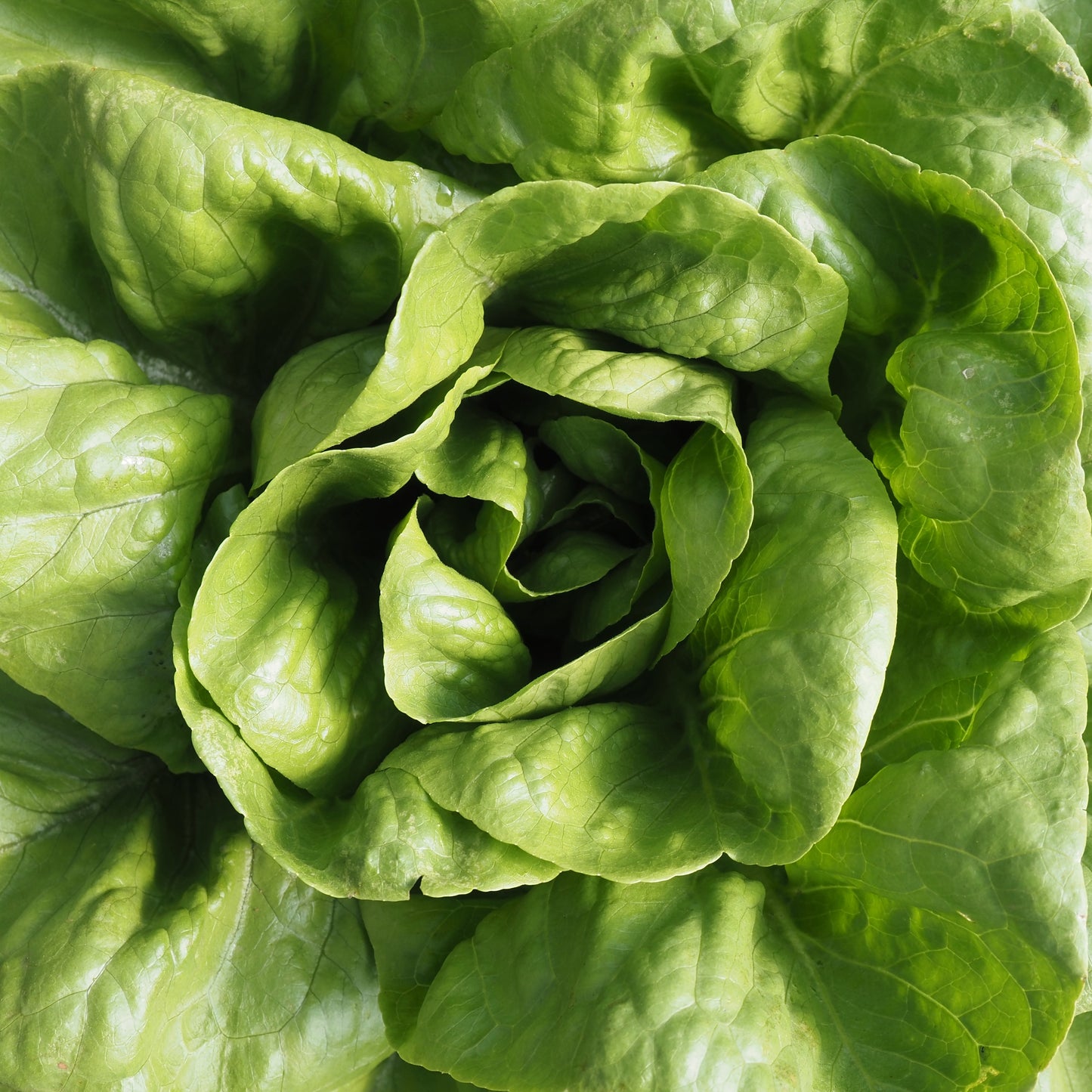 Lettuce ⁃ Organic Seed - Anuenue