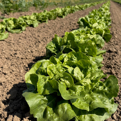Lettuce - Buttercrunch